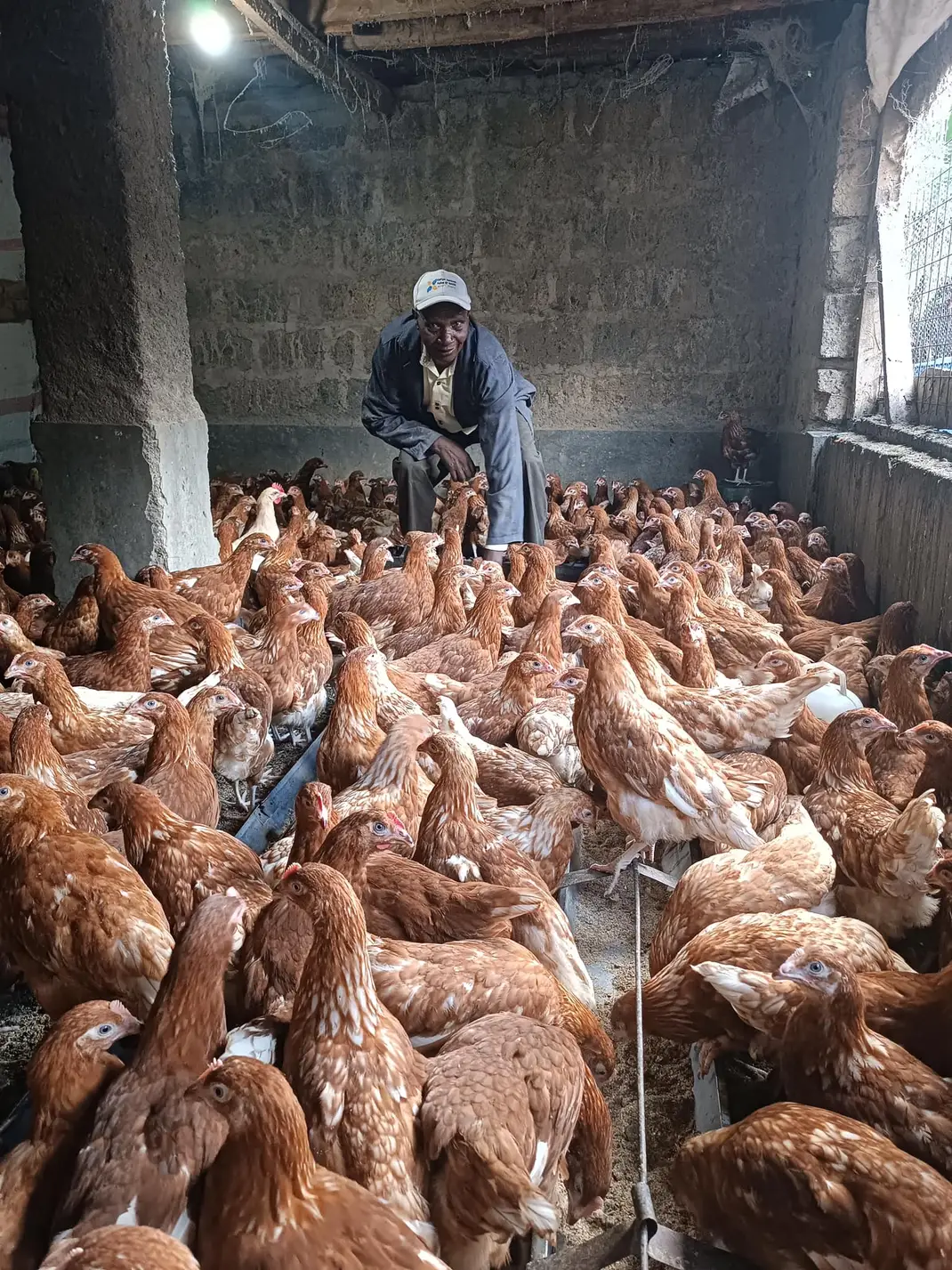 Zidisha | Poultry farming